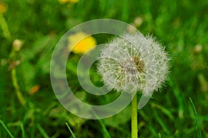 A dandelion with fluffs on a sunny day