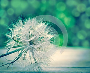 Dandelion - fluffy blowball