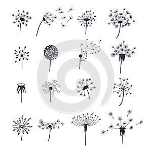 Dandelion Fluffy Flower and Seeds Set. Vector