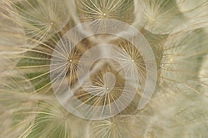 Dandelion fluffy seed group