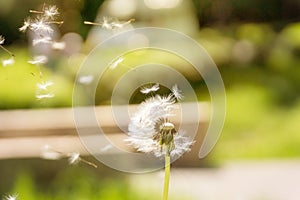 Dandelion fly away in the wind