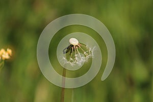 Dandelion flying around in a meadow