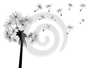 Dandelion flying background