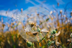 Dandelion flying with blurry background