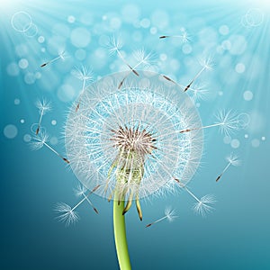 dandelion with flying seeds