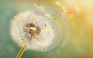 Dandelion with flying seeds on a beautiful luminous background