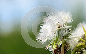 Dandelion with flying seeds on a blurry spring background