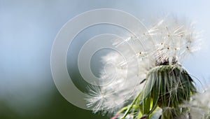 Dandelion with flying seeds on a blurry spring background