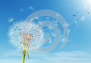 dandelion with flying seeds on cloudy sky