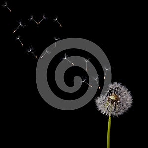 Dandelion flying seeds heart shape on black photo