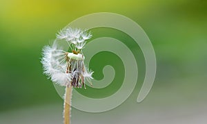 Dandelion with flying seeds lit by the sun on a green backgroun