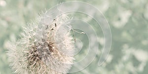 Dandelion with Flying Seeds on Summer Meadow