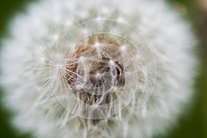 Dandelion Focus Stacked