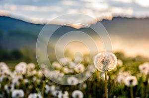 Dandelion at foggy sunrise in mountains