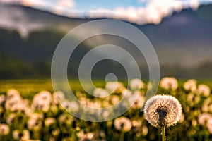 Dandelion at foggy sunrise in mountains