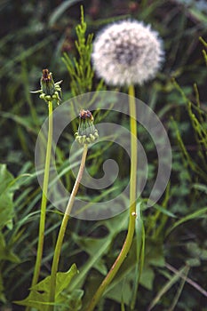 Dandelion in the foreground with stem and bulb