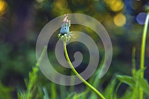 Dandelion in the foreground with stem and bulb