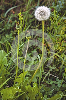 Dandelion in the foreground with stem and bulb