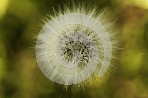Dandelion  from forest fields in summer.