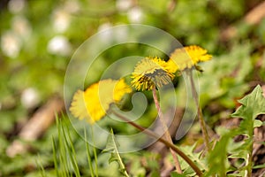 Dandelion in the forest growing direction sun