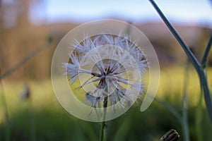 dandelion found in a field