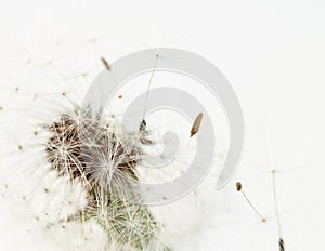 Dandelion fragile blooming fluffy blowball small elegant flower with flying away seeds  on light background minimalistic macro