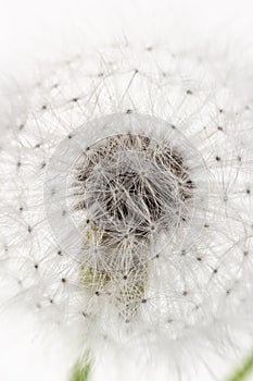 Dandelion fragile blooming fluffy blowball small elegant flower on light background macro vertical wallpaper