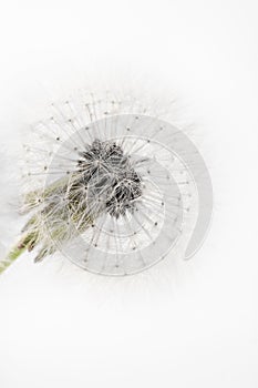 Dandelion fragile blooming fluffy blowball small elegant flower on light background minimalistic macro vertical wallpaper