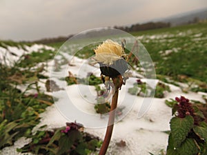 Dandelion frayed