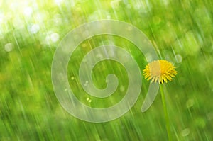 Dandelion on a fresh green background. Spring flower in a sunny warm image.