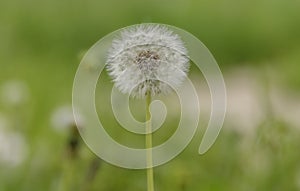 Dandelion on a fresh green morning background.