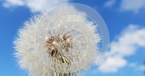 Dandelion in front of Spring Cloudy Sky