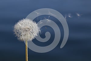 Dandelion in front of water