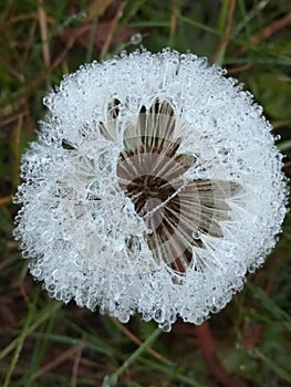 Dandelion and frost. a flower in the snow.