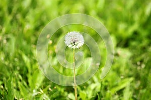 A dandelion fruit on the grassland photo