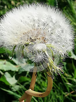 Dandelion in full bloom