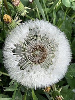 a dandelion full of seeds