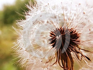 Dandelion Fuzz