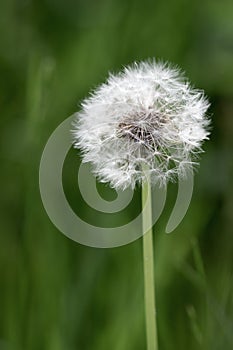 Dandelion fuzz.