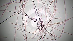 Dandelion fuzz whole mount magnified under microscope in 40 times on bright field background