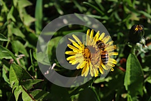 Dandelion in the garden