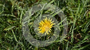 Dandelion on garden lawn