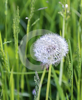 Dandelion in germany