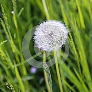Dandelion in germany