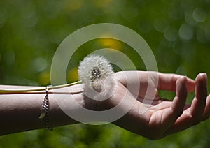 Dandelion on the girl`s wrist, green background of grass and spring plants, a feeling of lightness of fluffy tenderness, fragilit