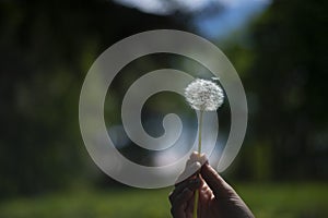 Dandelion on the girl`s wrist, green background of grass and spring plants, a feeling of lightness of fluffy tenderness, fragilit