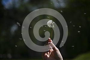 Dandelion on the girl`s wrist, green background of grass and spring plants, a feeling of lightness of fluffy tenderness, fragilit