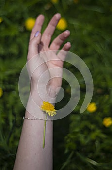 Dandelion on the girl`s wrist, green background of grass and spring plants, a feeling of lightness of fluffy tenderness, fragilit