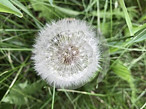 Dandelion gone to seed