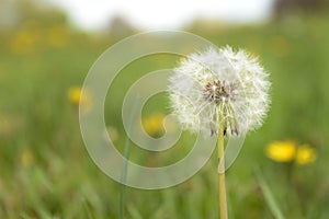 Dandelion Gone to Seed